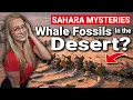 Lagu Whale Skeletons In The Sahara Desert? Wadi Al-Hitan, Egypt.