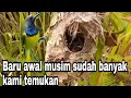 Lagu Inilah waktu yg tepat untuk mencari sarang burung sogon | Kolibri sriganti