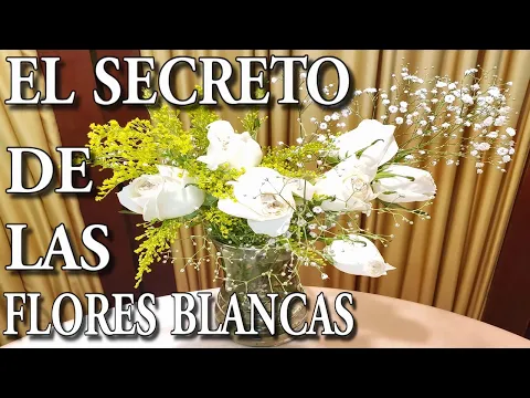 Download MP3 EL SECRETO DE LAS FLORES BLANCAS Limpia Tu Casa y negocio Con Flores Blancas 100% efectivo y Fácil