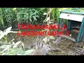 Double Poin || Mikat Burung Tikusan Alis putih