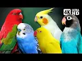 Lagu Amazing Small Parrots | Soothing Nature Scenes | Stress Relief | Relaxing Bird Sounds | Calm Time