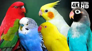 Amazing Small Parrots Soothing Nature Scenes Stress Relief Relaxing Bird Sounds Calm Time  Amazing Small Parrots Soothing Nature Scenes Stress Relief Relaxing Bird Sounds Calm Time