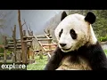 LIVE Giant Panda Cam - Gengda Valley explore org
