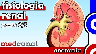 Fisiologia Renal | FISIOLOGIA (Parte 2)