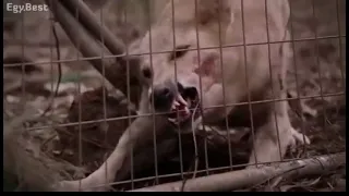 اقوي قتال بين كلاب متوحشه والبشر 