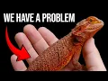 Bearded Dragons are About to be in Trouble