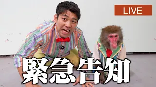 お猿のカイくんに関する大事なご報告【いい報告】