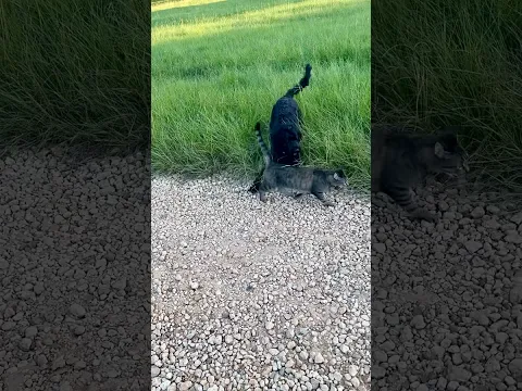 🦁