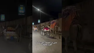 عشاق أهل البيت جايين من الخانكة علي جمال علشان مولد السيد البدوي طنطا مولد السيد البدوي 