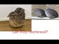 Can Bobwhite interbreed with Coturnix