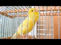Download Lagu Kamu Tidak Akan Percaya Seberapa Cepat Burung Kenari Kamu Merespons INI!