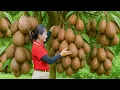 Download Lagu Harvesting Giant Wild Sapodilla \u0026 Making Doraemon Donuts | A Fruit That Melts In Your Mouth