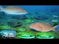 Download Lagu Dubbele duik vindt reuzenmosselen en zeebaarzen