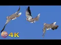 Download Lagu 4K Merpati berkokok \u0026 lagu burung hitam - Burung dan suaranya dari fauna Yunani
