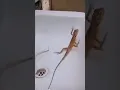 Download Lagu 1 2 3 Start | Lizard Funny Video | Funniest Video Ever #shorts #funnyshorts
