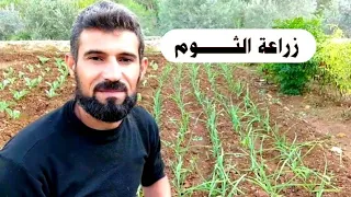 زراعة الثوم البلدي 