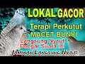 Download Lagu PERKUTUT LOKAL GACOR SUARA MERDU MEMANGGIL LAWAN Ampuh bikin Nyaut