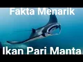 Download Lagu Fakta Menarik Dari Ikan Pari Manta