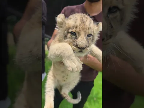 Little Lion Missing His Mother | Nouman Hassan