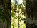 Download Lagu pikat burung prigantil gunung #video #shorts
