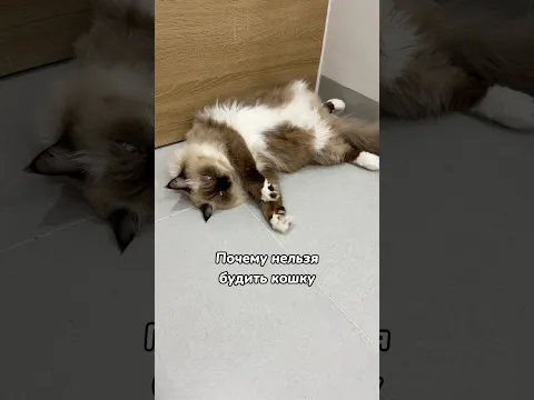 Почему нельзя будить кошку, которая крепко спит?