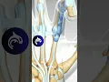 Download Lagu See how a Trigger Finger is released - 3D Animation #hand #orthopedics