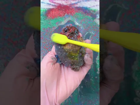 CLEANING SQUISHY ASMR 🐤🐤Chick#asmr#satisfying