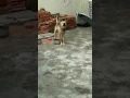 Download Lagu Anjing ber gonggong