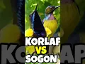 Download Lagu suara pikat sogon vs korlap paling ampuh. #suarapikatsogon #suarapikatampuh #shorts