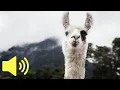 Download Lagu What does a Llama sound like? - Animal Sounds