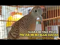 Download Lagu Perkutut Betina memanggil jantan Suara bersahutan perkutut lokal gacor , Ampuh untuk PANCINGAN