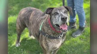 Second Chance Pets Sporticus