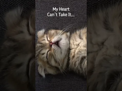 When This Crazy Cat Was Young