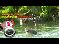 Download Lagu TERLALU HAUP..!! campuran lumut buat umpan mancing nila #umpanjitu 