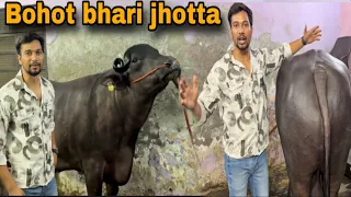 Bohot bade jhotte aaye hai sikander gujjar bhai ke yaha se || @Bull.Rider-Vlogs