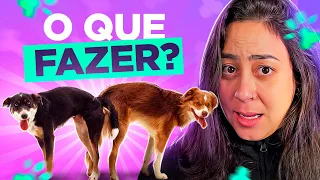 COMO SEPARAR CACHORRO MACHO GRUDADO NA FÊMEA