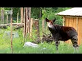 Download Lagu Making of Ngyuwe: Een jungle ontwaakt afl. 5 | ZooParc Overloon #makingof #zooparc #overloon #ngyuwe