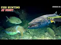 Download Lagu NIGHT SPEARFISHING EPISODE 164 | FISH HUNTING AT NIGHT