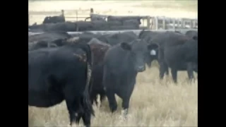 400 Fancy Angus Bred Heifers for Sale - Eastern Wyoming
