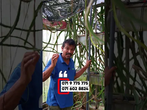 මල් විතරද වගාකරන්නෙ
