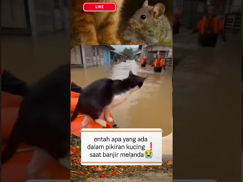 What Is This Cat Thinking?