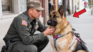 Retired War Dog doesn't recognize his Former Veteran, but what happens next is spine-chilling.