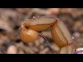 Download Lagu 4k Escorpión(Buthus occitanus)