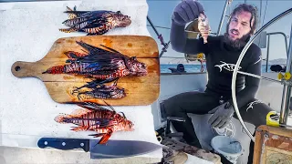 Aegean Sea Lionfish Catch | Invasive Species Hunt