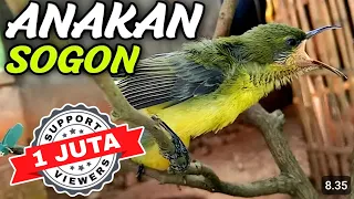 sogon anakan pikat sogon paling ampuh