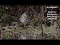 Download Lagu Common snipe preening and hiding / Watersnip poetst en verstopt zich (Gallinago gallinago)