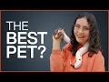 Why Ball Pythons Make Good Pets