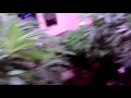 63 days from female seed attitude seed bank
