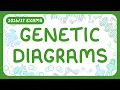 GCSE Biology - Genetic Diagrams Punett Squares exams