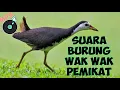 FULL -Suara Wak Wak Pemikat